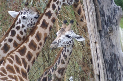 Giraffen beim Fressen