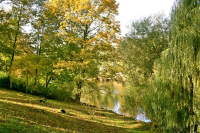 Herbst im Park