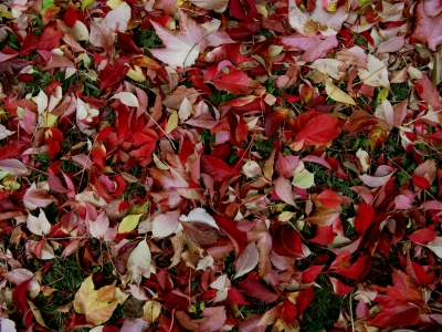 Herbstblätter 2