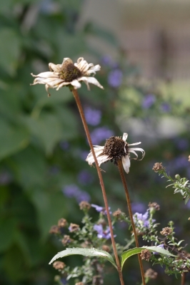 Herbstblumen