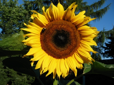 Sonnenblume