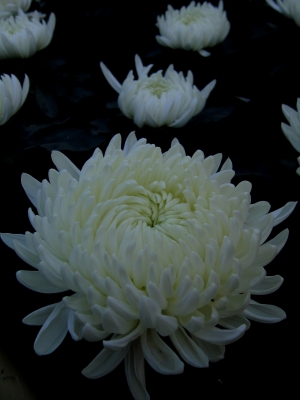 Blüten in Weiß