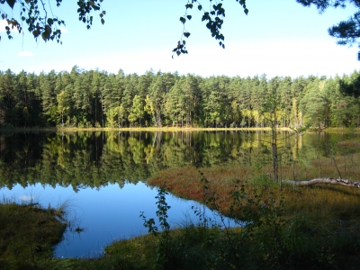 Wald spiegelt sich im See