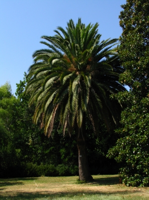 Palme im Arboretum Trsteno in Kroatien