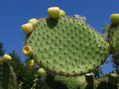 Kaktus im Arboretum Trsteno in Kroatien