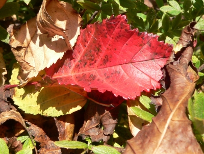 Herbstlaub