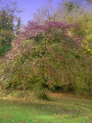 Herbst Fotos vom 25.10.2009-16