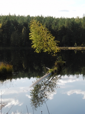 Baum im See