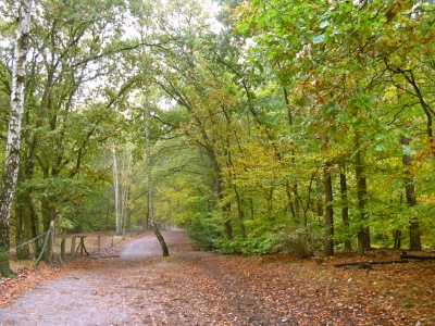 Herbstlicher Grunewald 1