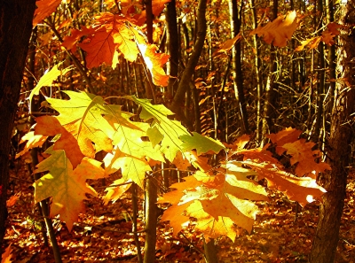 Eichenblätter in der Herbstsonne