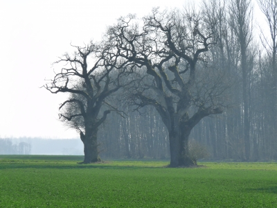 Baum-Eingang zum Wald