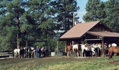 Cowboy and Horses in Colorado