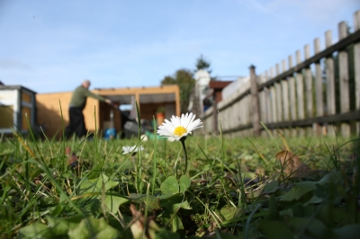 Letzte Minuten eines Gänseblümchens