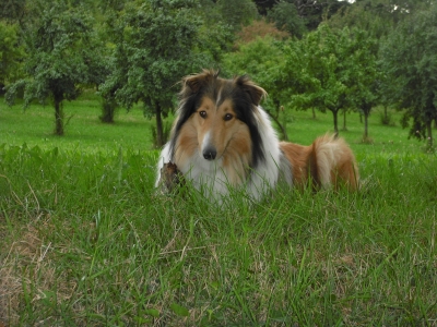 Collie-Dame Nelly