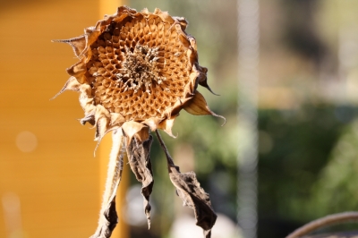 Sonnenblume im Herbst