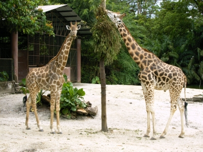 Zwei Giraffen