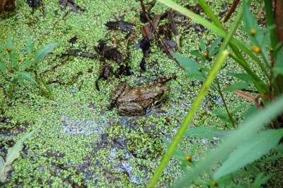 Frosch, gut getarnt