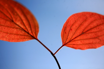Herbstblatt-Verzweigung