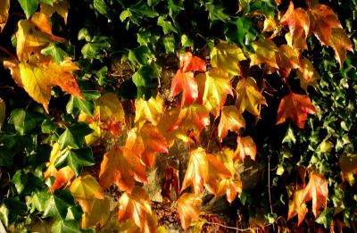 Goldener Herbst