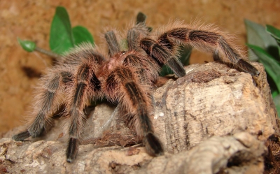 Vogelspinne "Gretchen" 5