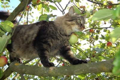Mephisto auf dem Apfelbaum