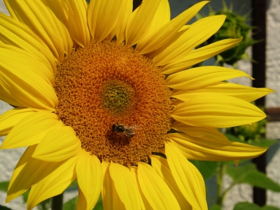 Sonne und Biene