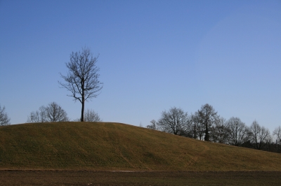 Einsame Baum