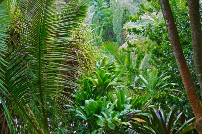 tropische Vegetation