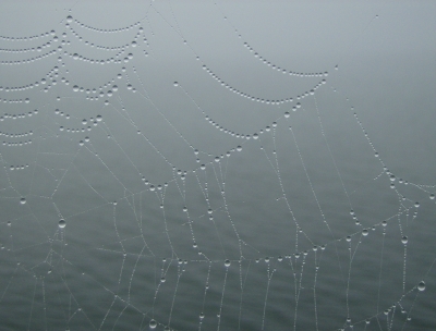 Spinnennetz am Morgen
