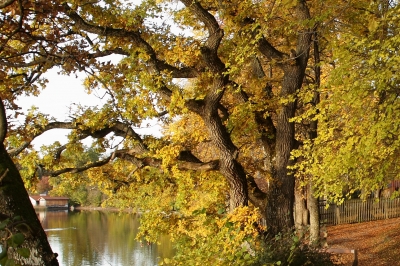 Der Baum am See