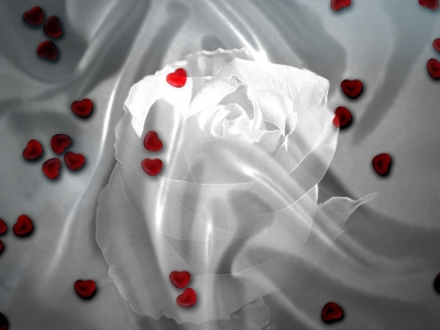 White Rose & Red Heart