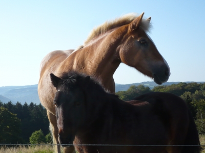 Pferde im Sauerland