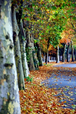 Allee in der Stadt