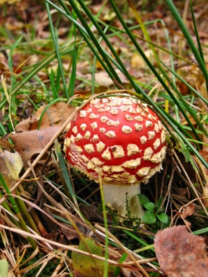 Bild eines Pilzes im Moor bei Grassau