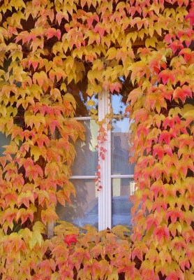 Bunter Fenster-Herbst