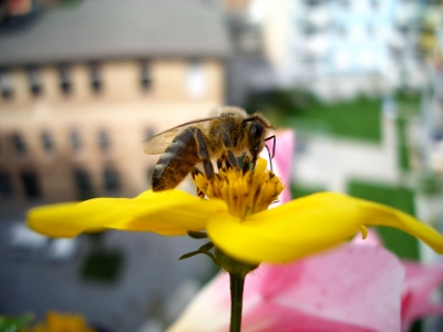 Die Geschichte von den Bienen und Blumen....