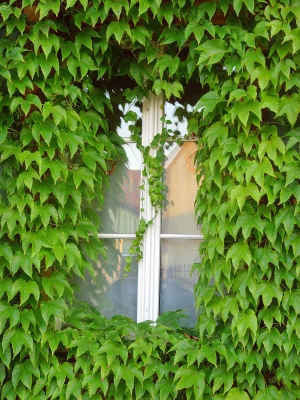 Grüner Fenster-Sommer