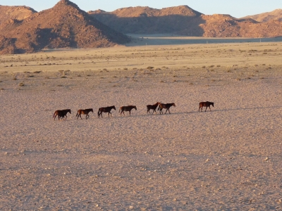 Zug der Wildpferde (Namibia)