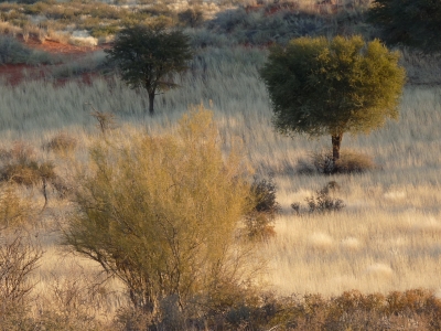 In der Steppe der Kalahari