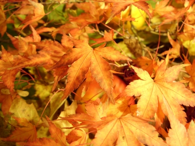 Farben im Herbst