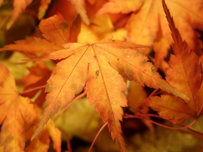Farben im Herbst