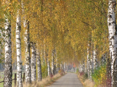 Birkenallee im Herbst