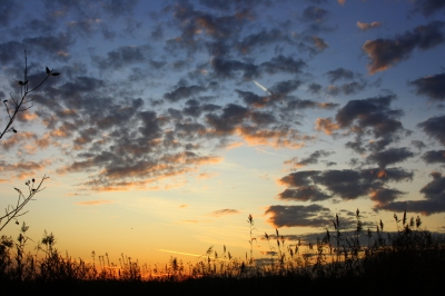 Sonnenuntergang im Naturschutzgebiet Rieselfelder/Münster