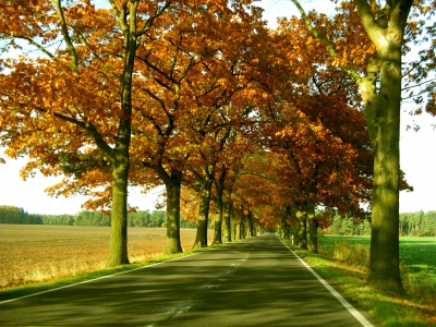 Brandenburger Landstraße im Herbst