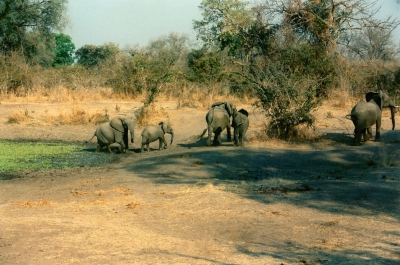 Zambia