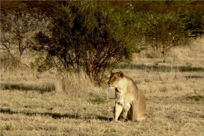 Löwe auf Beobachtung