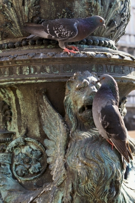 Venedig - Taube auf dem Markusplatz