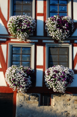 Blumenmeer am Fenster