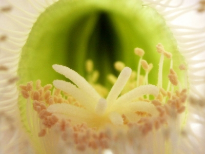 Inneres einer Kaktusblüte