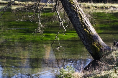 Am Grünen See 2